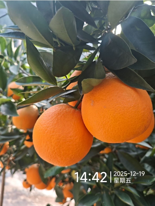 脐橙还在枝头，父亲的白发又多了几根